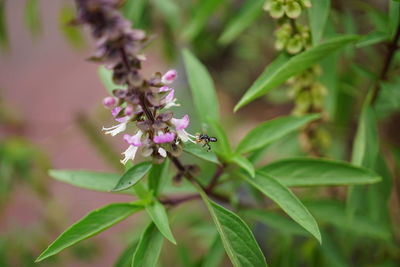 Close-up of insect on pink flowering plant