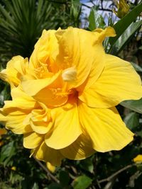 Close-up of yellow flowers blooming outdoors