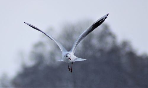 Seagull flying