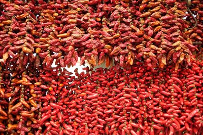 Full frame shot of dried red chili peppers