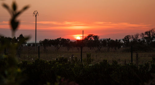 Silhouette plants on field against sky during sunset