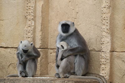 Monkeys sitting against wall