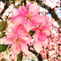 Close-up of pink flowers blooming on tree