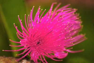 Close-up of pink flower blooming outdoors