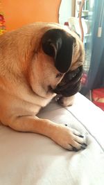 Close-up of a dog resting at home