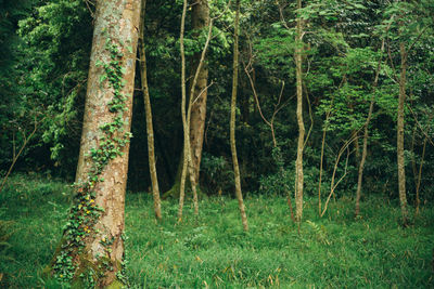 Trees in forest