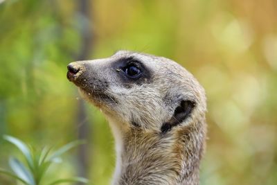 Close-up of an animal looking away