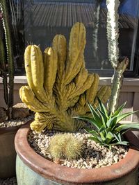 Close-up of cactus on potted plant