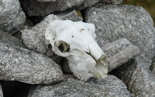 Close-up of animal skull on rock