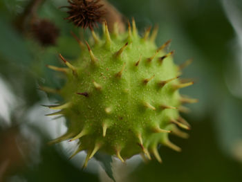 Close-up of a conker