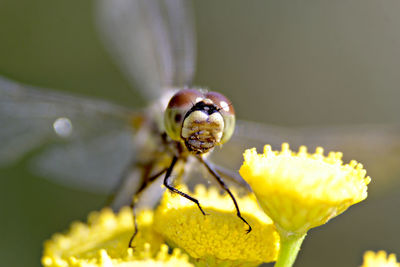 Close-up of insect on flower