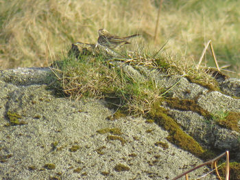 Close-up of bird on grass