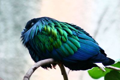 Close-up of bird perching on a branch