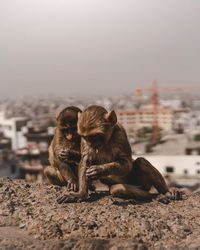 Monkeys sitting on ledge, against city sky
