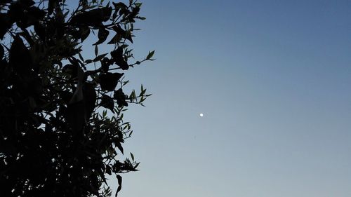 Low angle view of tree against sky at night