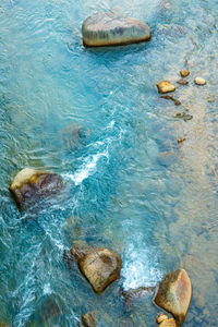 High angle view of pebbles swimming in sea