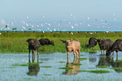 Horses in a lake