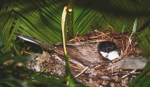 View of a bird on a land