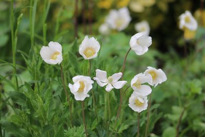 Close-up of white flowering plants on field