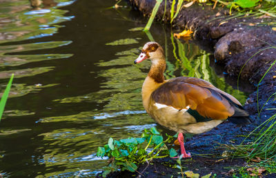 Duck swimming in lake