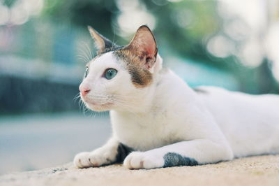 Close-up of a cat looking away