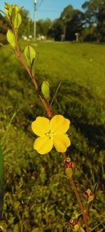 Close-up of yellow flowers