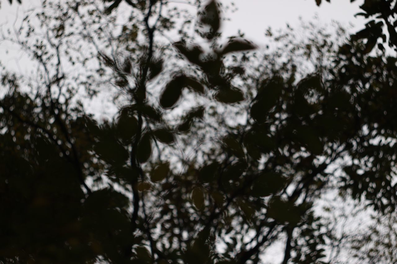 tree, nature, no people, outdoors, day, beauty in nature, close-up, low angle view, branch, tranquility, animals in the wild, spider web, water, sky