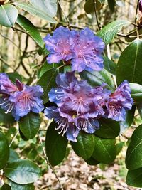 Close-up of purple flowers