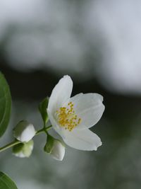 Close-up of white flowering plant