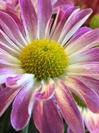 Close-up of yellow flower