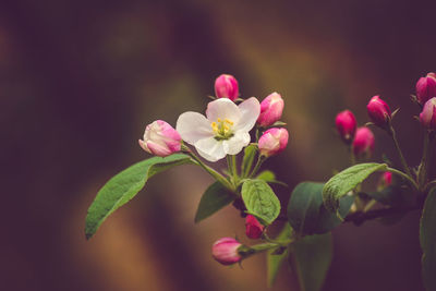 Close-up of pink flowers