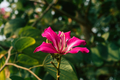 flowering plant