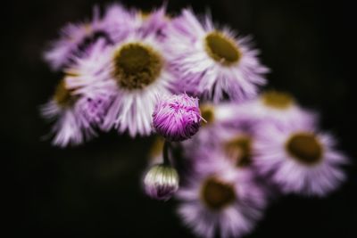 Close-up of purple flowers