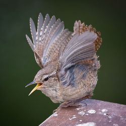 Close-up of a bird