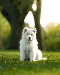 Dog running on field
