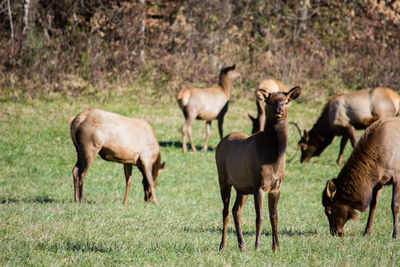 Sheep grazing in a field