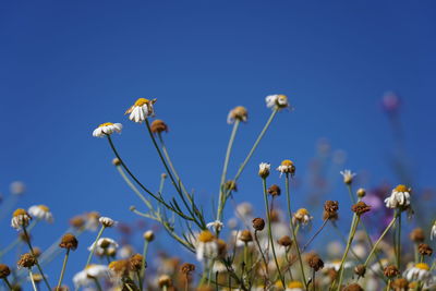 Close-up of flowering plants against blue sky