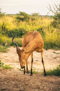 Deer standing on field