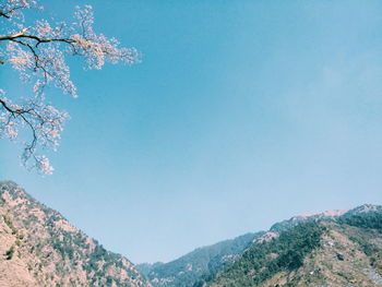 Low angle view of trees against clear blue sky