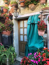 Potted plants outside house