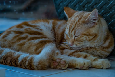 Close-up of cat sleeping