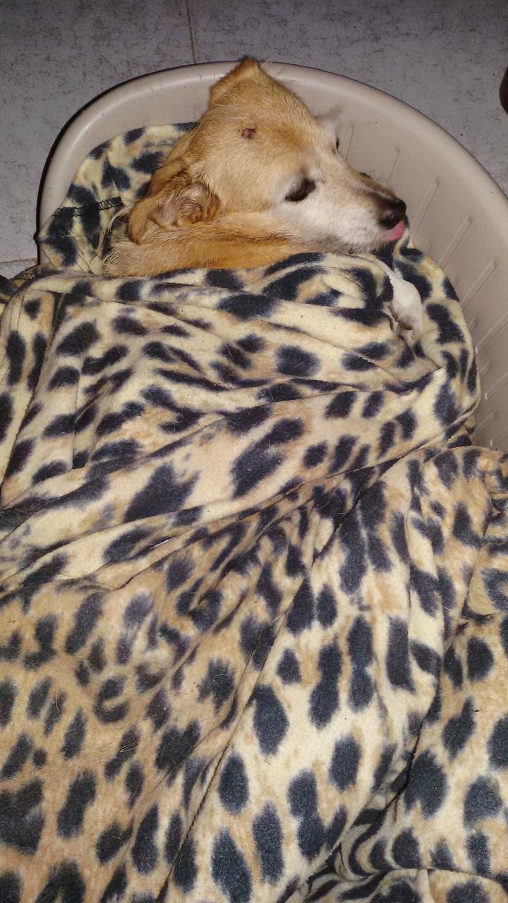 CLOSE-UP OF LIZARD ON BLANKET