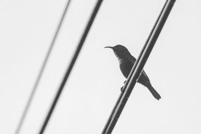 Low angle view of bird perching on cable