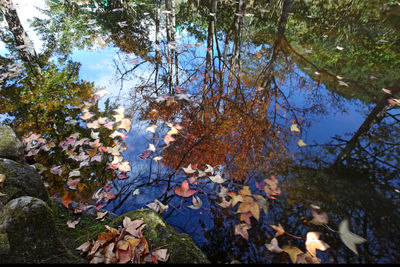 Autumn leaves floating on water