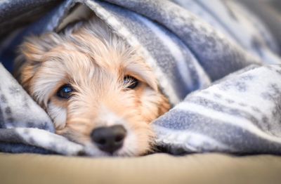 Close-up portrait of dog lying down