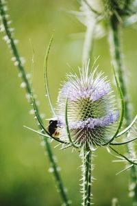 Close-up of bee on purple flower