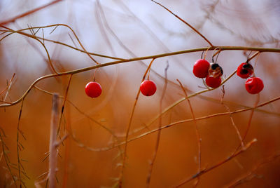 Close-up of red berries on tree