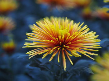 Close-up of yellow flowering plant