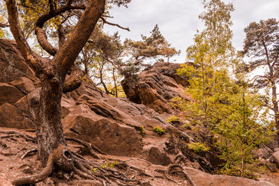Trees on landscape against sky