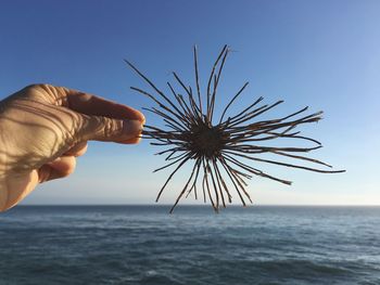 Close-up of hand holding dried plant by sea against clear sky